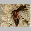 Myrmosa atra - Spinnenameise 03b 6mm bei Lindenius albilabris - OS-Hasbergen Lehmhuegel.jpg
